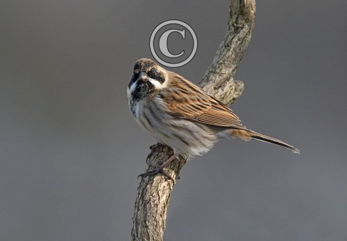 Reed Bunting DM1766